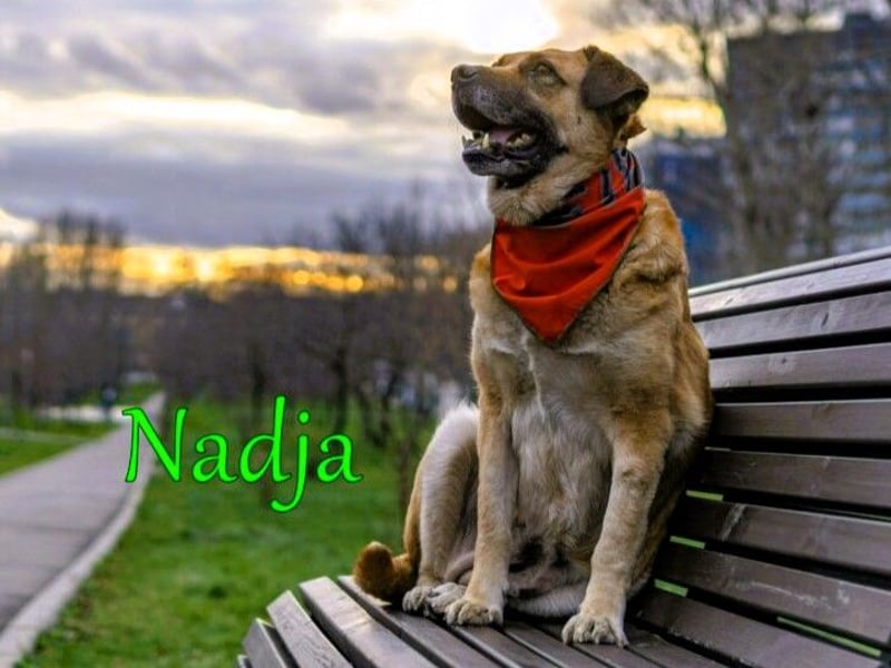 Nadja 01/2017 (RU Pflegestelle) - treue und verschmuste Hündin mit goldenem Herz!