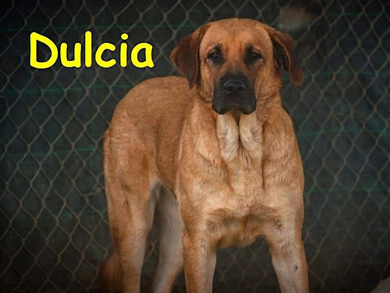 Dulcia 12/2019 (ESP) - sanftmütige, schüchterne Hündin sucht einfühlsames Zuhause!