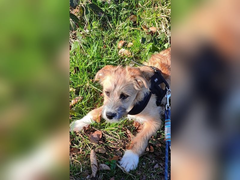 Marley - lebhafte, verspielte, neugierige Junghündin / z.Zt. in Ravensberg