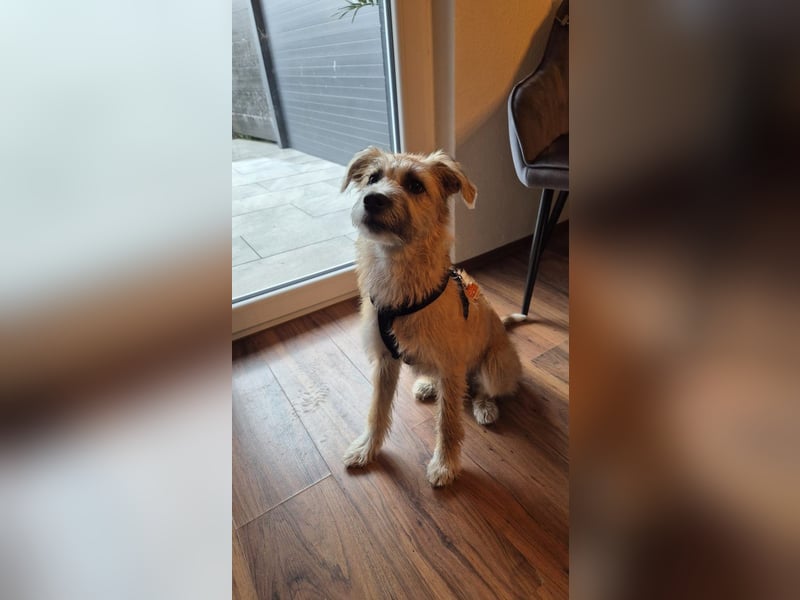 Marley - lebhafte, verspielte, neugierige Junghündin / z.Zt. in Ravensberg