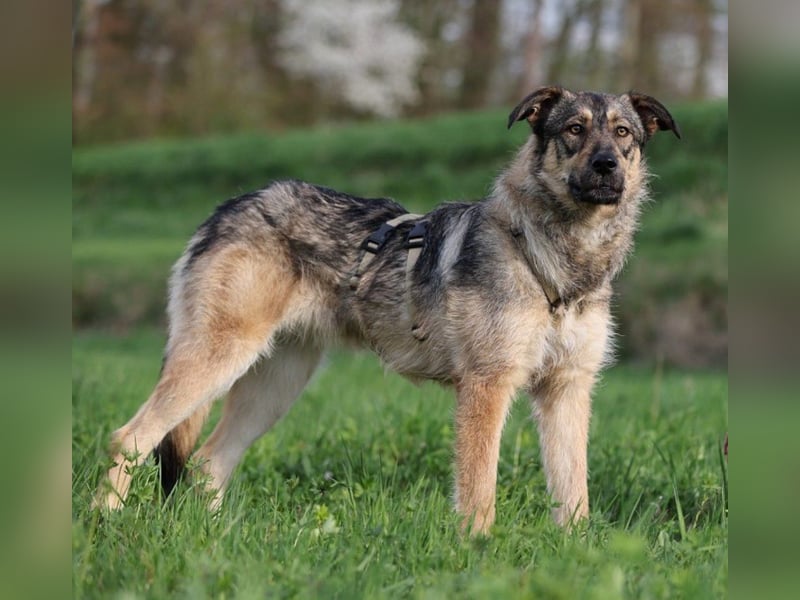 Aly - vorsichtige und schüchterne ruhige Schäferhund Mix Hündin / Pflegestelle in Züttlingen
