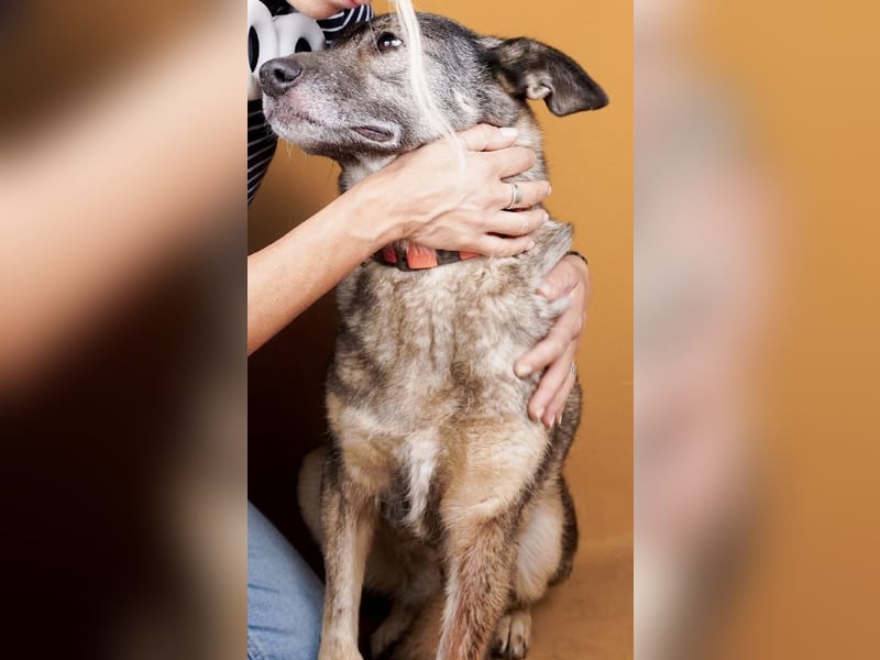 Dolly(2) - freundliche, kluge, ruhige Schäferhund Mix Hündin / z.Zt. noch in Rumänien
