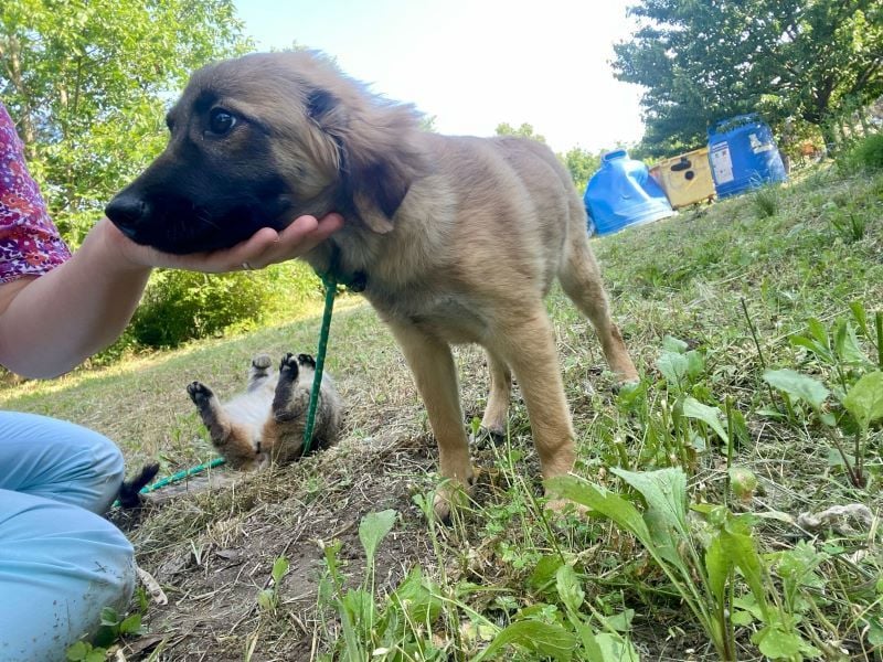 Bella - neugierige, aktive, verspielte Hündin / z.Zt. noch in Rumänien