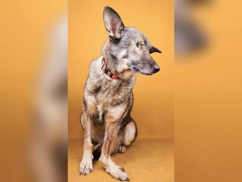 Dolly(2) - freundliche, kluge, ruhige Schäferhund Mix Hündin / z.Zt. noch in Rumänien