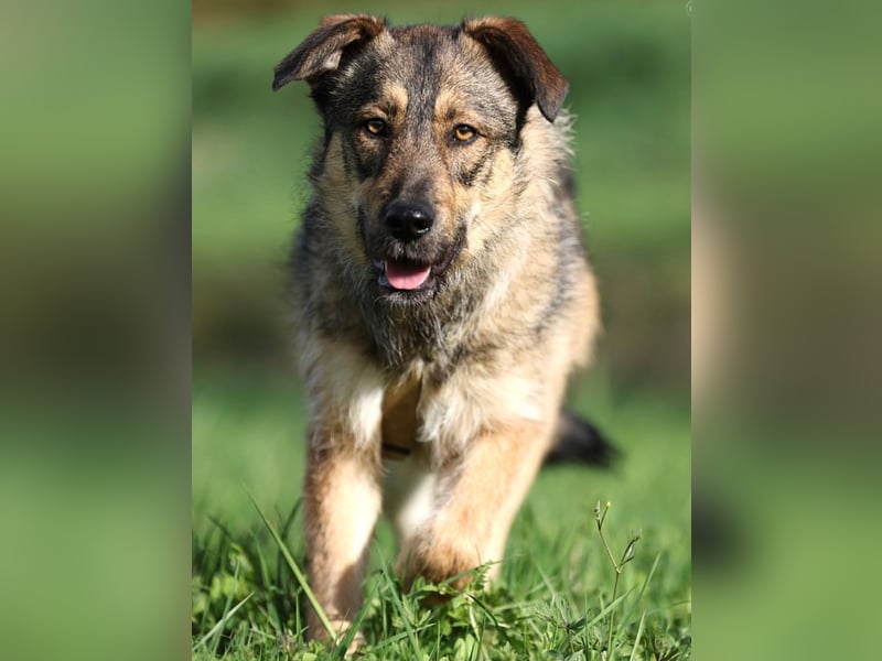 Aly - vorsichtige und schüchterne ruhige Schäferhund Mix Hündin / Pflegestelle in Züttlingen