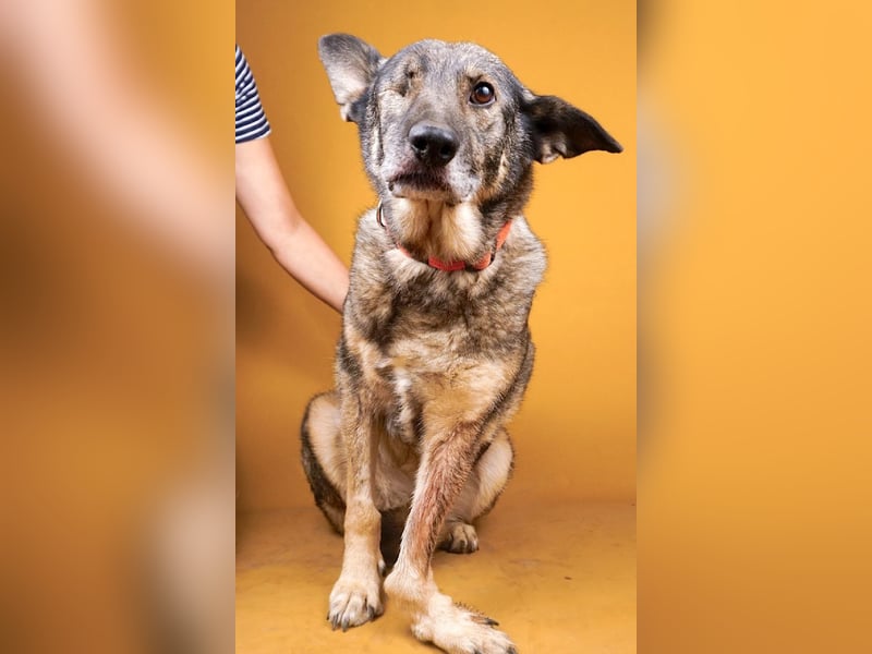 Dolly(2) - freundliche, kluge, ruhige Schäferhund Mix Hündin / z.Zt. noch in Rumänien