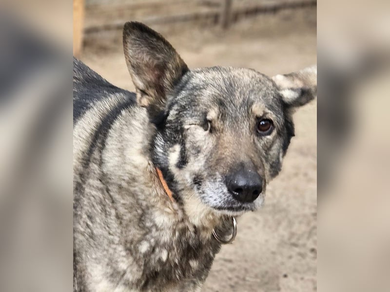 Dolly(2) - freundliche, kluge, ruhige Schäferhund Mix Hündin / z.Zt. noch in Rumänien