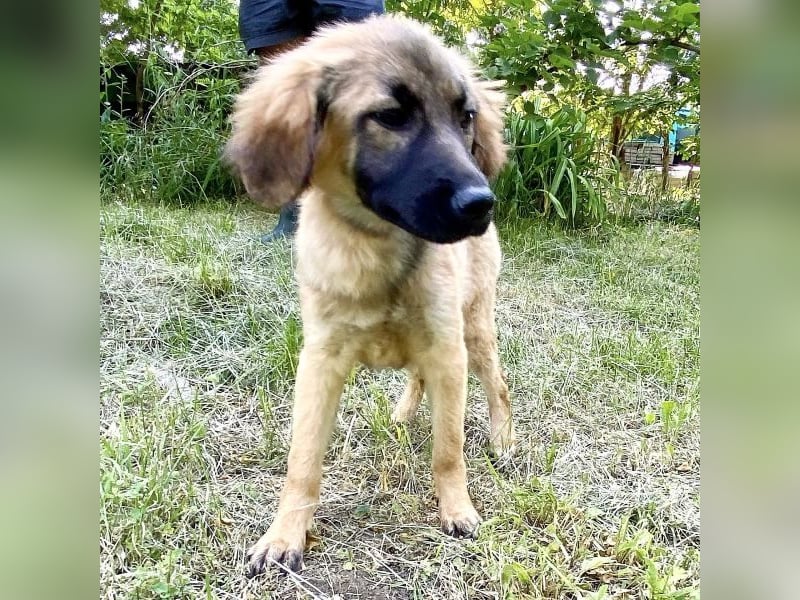 Bella - neugierige, aktive, verspielte Hündin / z.Zt. noch in Rumänien
