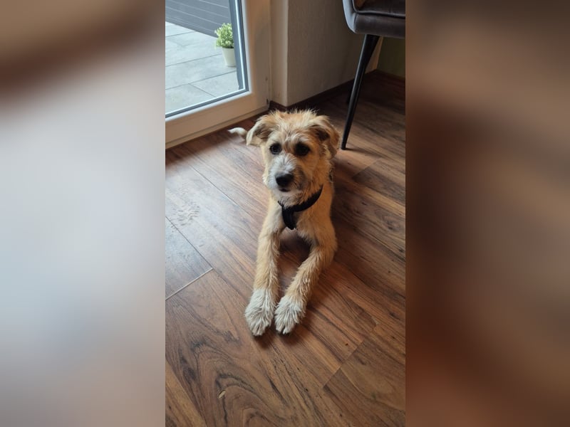 Marley - lebhafte, verspielte, neugierige Junghündin / z.Zt. in Ravensberg