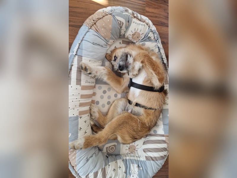 Marley - lebhafte, verspielte, neugierige Junghündin / z.Zt. in Ravensberg