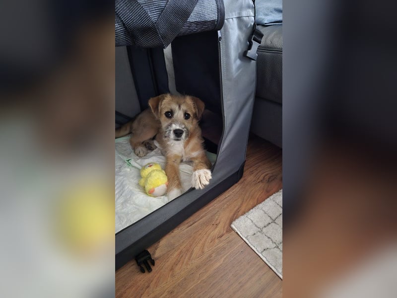 Marley - lebhafte, verspielte, neugierige Junghündin / z.Zt. in Ravensberg