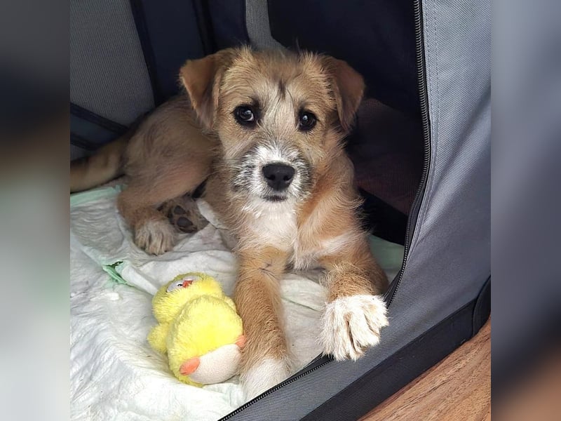 Marley - lebhafte, verspielte, neugierige Junghündin / z.Zt. in Ravensberg