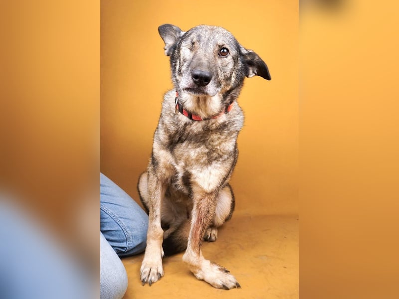 Dolly(2) - freundliche, kluge, ruhige Schäferhund Mix Hündin / z.Zt. noch in Rumänien
