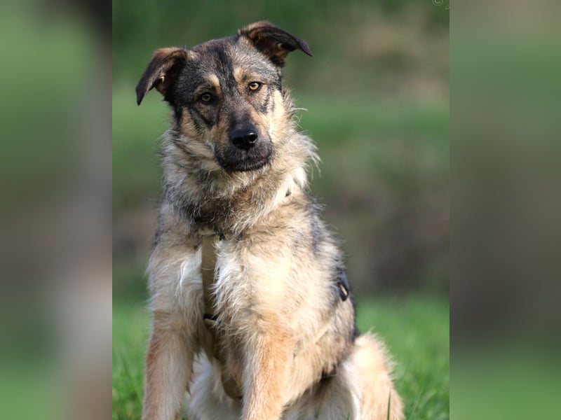 Aly - vorsichtige und schüchterne ruhige Schäferhund Mix Hündin / Pflegestelle in Züttlingen