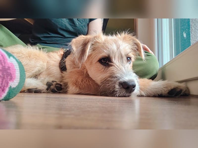 Marley - lebhafte, verspielte, neugierige Junghündin / z.Zt. in Ravensberg