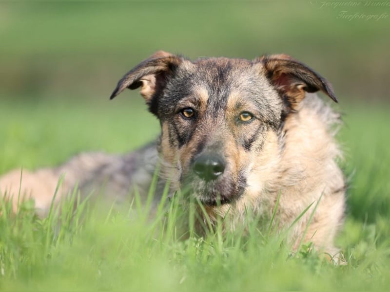 Aly - vorsichtige und schüchterne ruhige Schäferhund Mix Hündin / Pflegestelle in Züttlingen