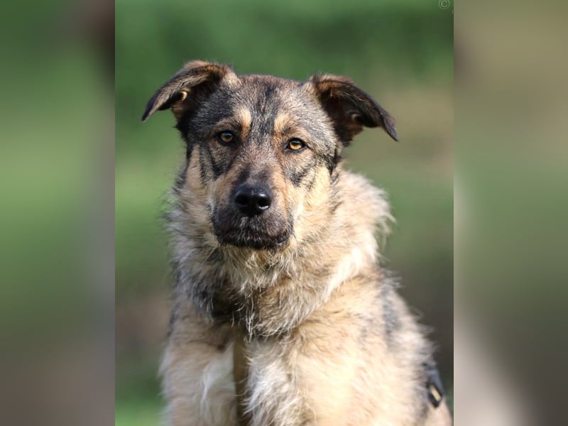 Aly - vorsichtige und schüchterne ruhige Schäferhund Mix Hündin / Pflegestelle in Züttlingen