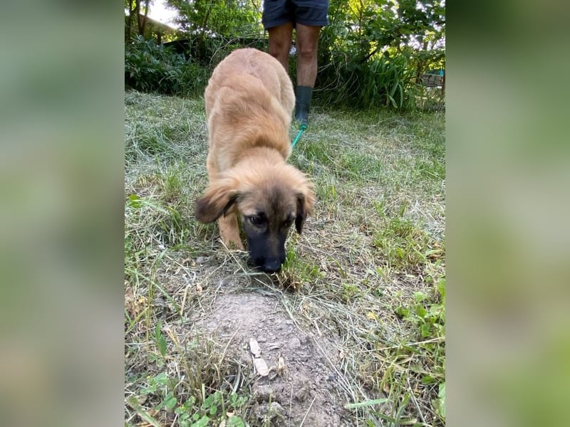 Bella - neugierige, aktive, verspielte Hündin / z.Zt. noch in Rumänien