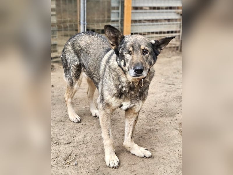 Dolly(2) - freundliche, kluge, ruhige Schäferhund Mix Hündin / z.Zt. noch in Rumänien