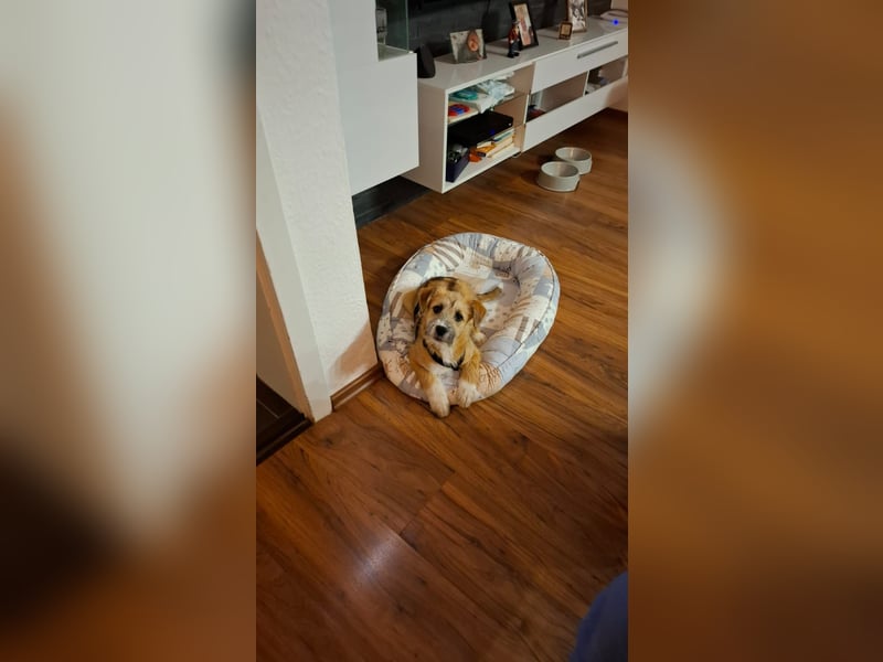 Marley - lebhafte, verspielte, neugierige Junghündin / z.Zt. in Ravensberg