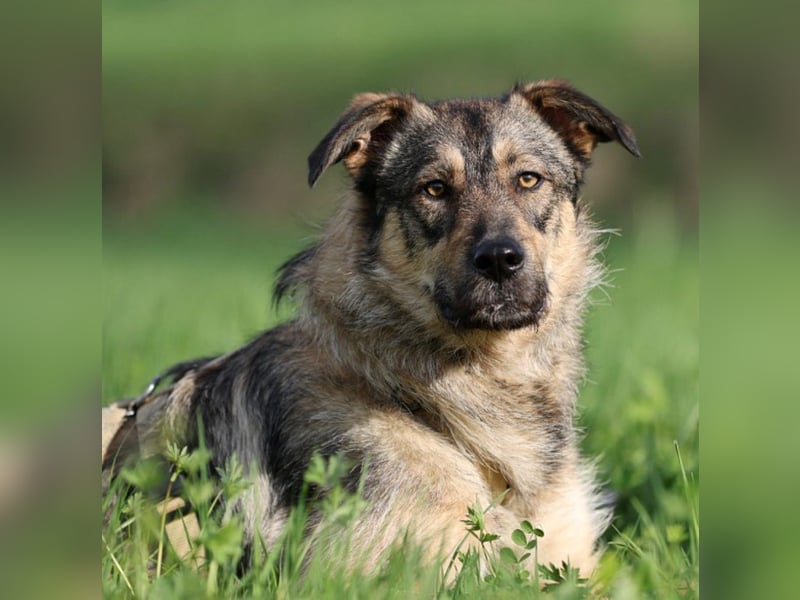 Aly - vorsichtige und schüchterne ruhige Schäferhund Mix Hündin / Pflegestelle in Züttlingen