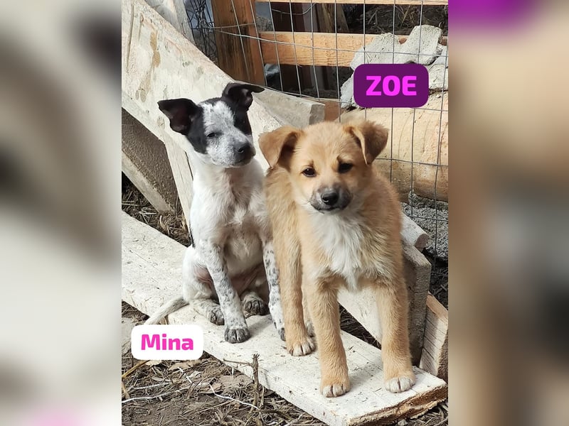 Zoe – so klein, wie knuffig
