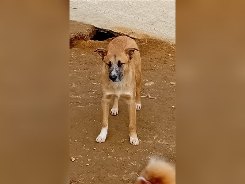 LARA sucht ihr Glückskörbchen