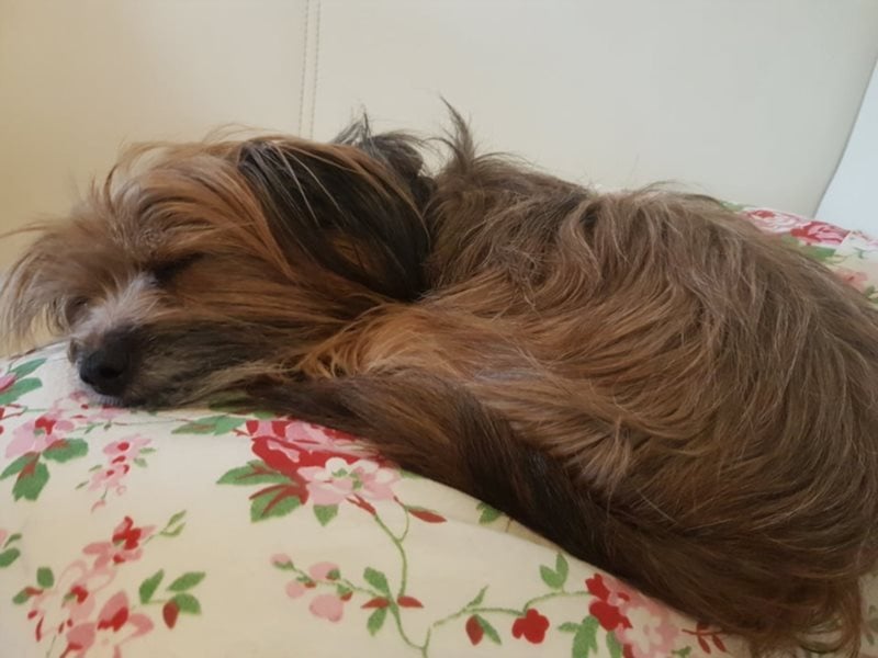 Powerprinzessin Holly hat Ihren eigenen Kopf