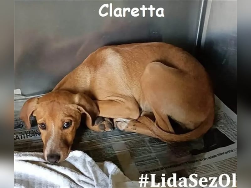 Claretta - NOTFALL
