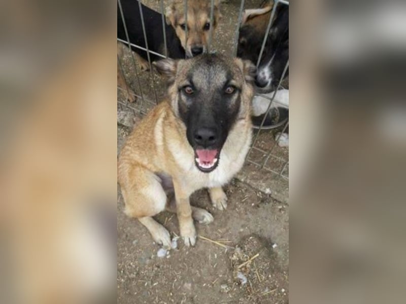 Lizi, Zuhause gesucht  