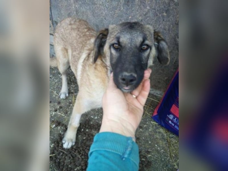 Lizi, Zuhause gesucht  