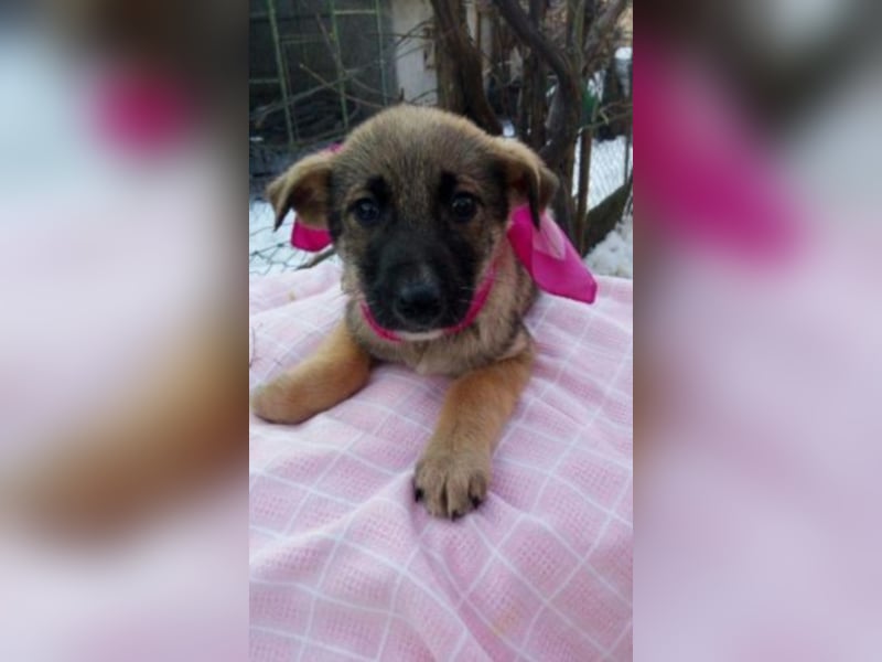 Penelope sucht schon so lange  