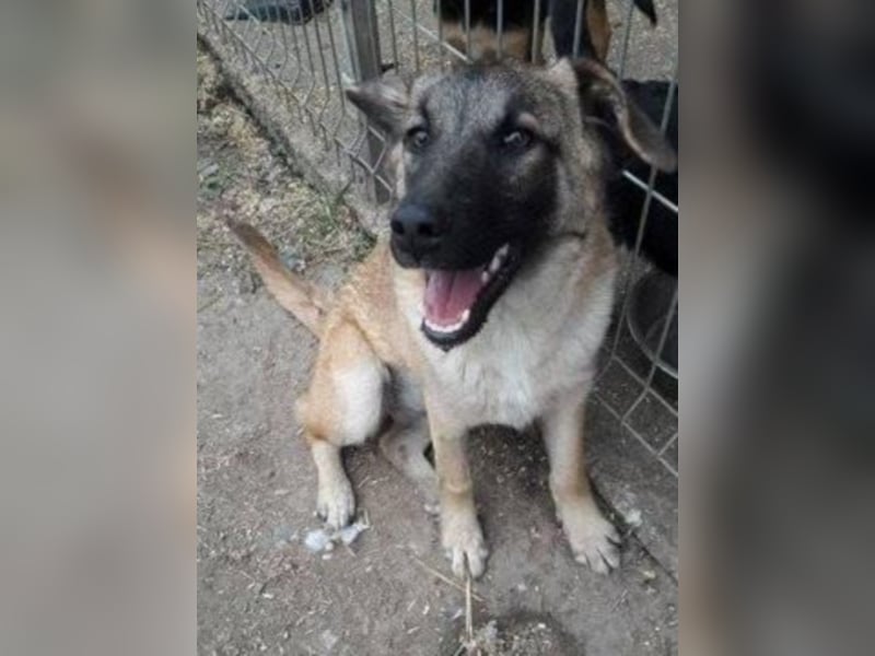 Lizi, Zuhause gesucht  