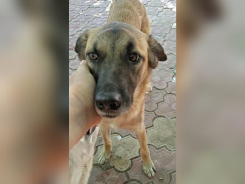 Lizi, Zuhause gesucht  