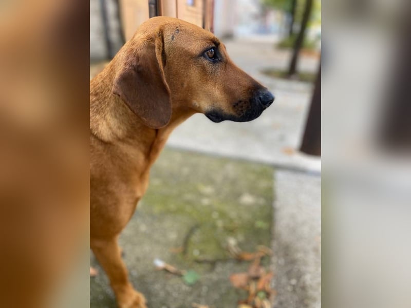 Frida, aktiv, herzlich und bereit für einen Neuanfang
