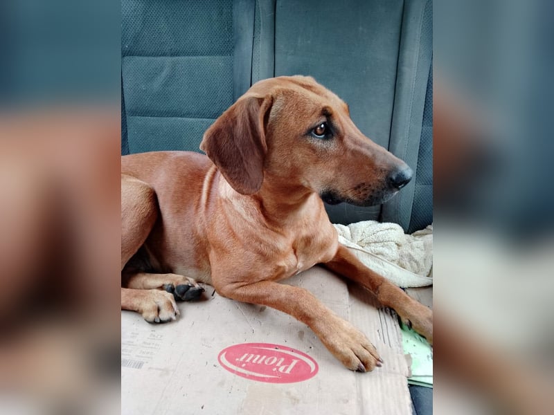 Frida, aktiv, herzlich und bereit für einen Neuanfang