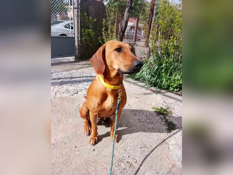 Frida, aktiv, herzlich und bereit für einen Neuanfang