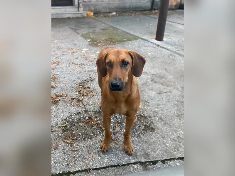 Frida, aktiv, herzlich und bereit für einen Neuanfang