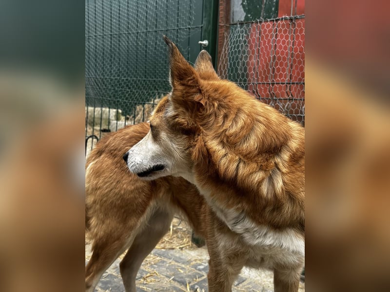 Foxy möchte eine Chance bekommen