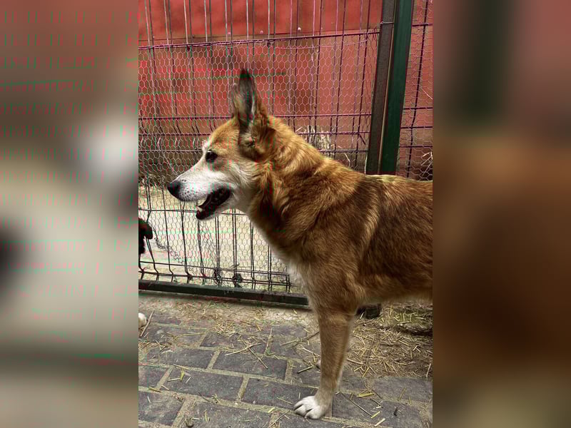 Foxy möchte eine Chance bekommen