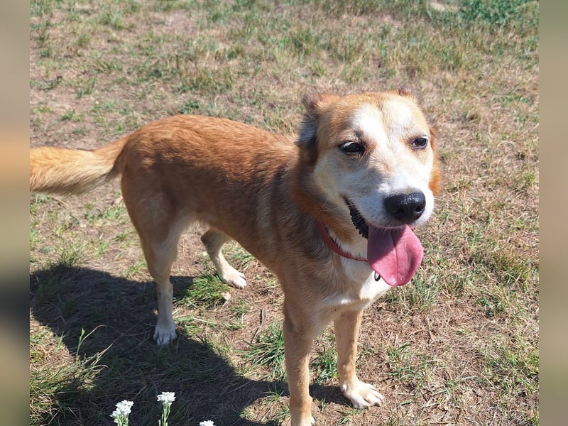 Foxy möchte eine Chance bekommen