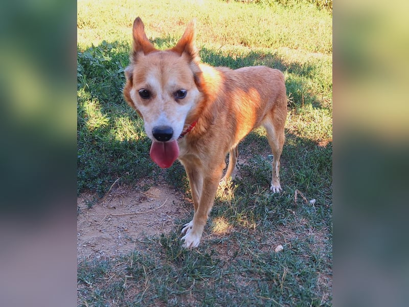 Foxy möchte eine Chance bekommen