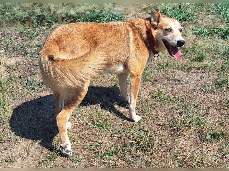 Foxy möchte eine Chance bekommen