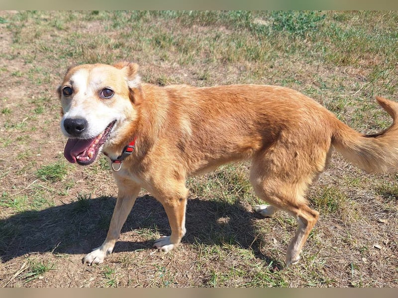 Foxy möchte eine Chance bekommen