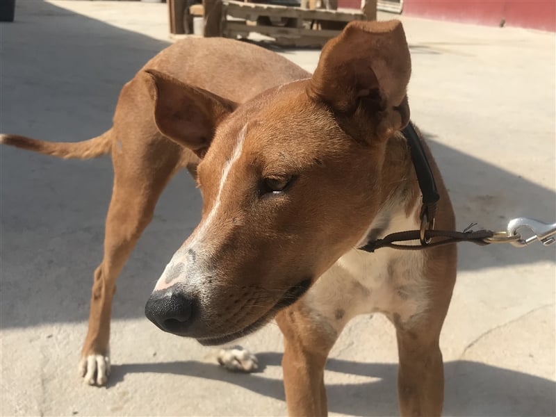 GRETA, Podi-Mix-Mädchen sucht aktives Zuhause