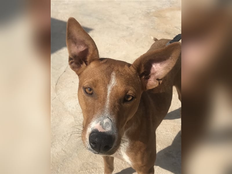 GRETA, Podi-Mix-Mädchen sucht aktives Zuhause