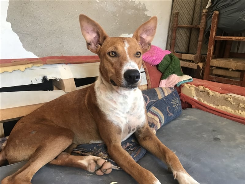 GRETA, Podi-Mix-Mädchen sucht aktives Zuhause