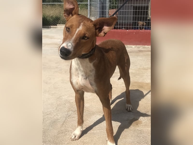 GRETA, Podi-Mix-Mädchen sucht aktives Zuhause