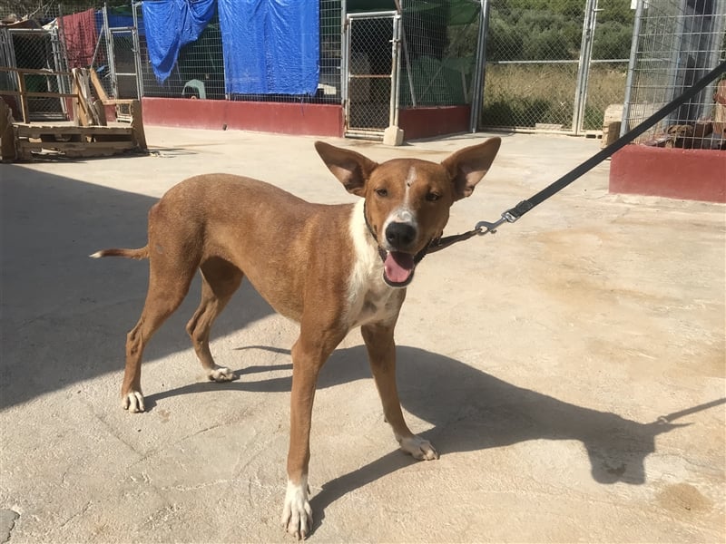 GRETA, Podi-Mix-Mädchen sucht aktives Zuhause