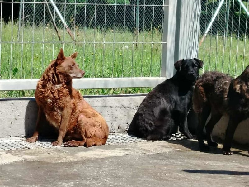 ältere Mischlings Hündin Babsi sucht ein Zuhause oder Pflegestelle